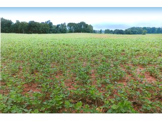 Property photo 8 - LAND AUCTION - 308+/- ACRES IN 7 TRACTS IN CARROLL & WHITE COUNTY, INDIANA